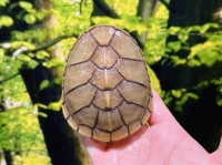 ハーレラドロガメ画像