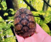ミスジドロガメ(ショートボディ)画像