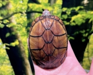 ホオアカドロガメ画像