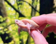プラチナアルビノクサガメ画像