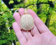 プラチナアルビノパラドックスクサガメ画像
