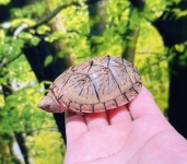 オオアタマヒメニオイガメ画像