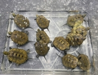 ニホンイシガメ(残り12匹)画像