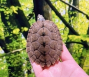 フトマユチズガメ画像