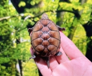 ミスジドロガメ画像