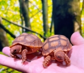 ケヅメリクガメ南アフリカ産(残り8匹)画像