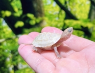 ハイポアルビノクサガメ画像