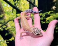 ハイポタンジェリン画像