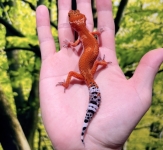 タンジェリン画像