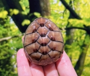 ミスジドロガメ画像