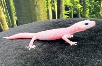 ユニバース画像