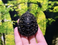 キボシイシガメ画像