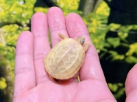 SPAクサガメ画像