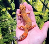 タンジェリン画像