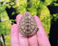 ヤエヤマイシガメ(ホワイト個体)画像