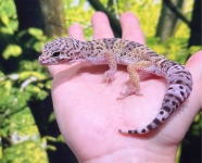 マキュラリウス画像