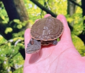 ヒラリーカエルガメ画像