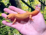 スーパーハイポタンジェリン画像