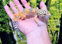 ハイイエロータンジェリン画像