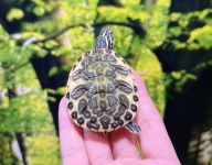 フロリダレッドベリーゴールデンフレームhetパステル画像