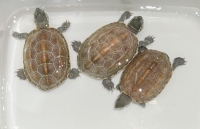 パステルクサガメ100%ヘテロアルビノ(残♂2♀2)画像