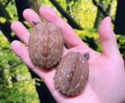 パステルクサガメ100%ヘテロアルビノ画像