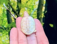 Tマイナスアルビノクサガメ(ホワイトフルパターンレス)画像