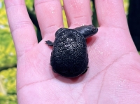 ジーベンロックナガクビガメ(ブラック)画像