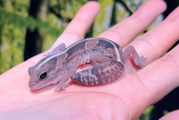 西アフリカトカゲモドキ(ノーマル)画像